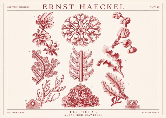 Ernst Haeckel Florideae (Red Seaweeds) No1 - Poster