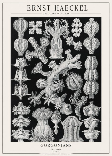 Ernst Haeckel Gorgonians No1 - Poster