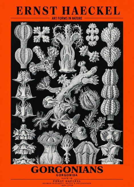 Ernst Haeckel Gorgonians No3 - Poster