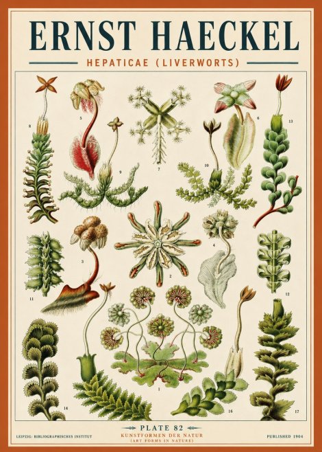 Ernst Haeckel Hepaticae (Liverworts) - Plate 82 No5 - Poster