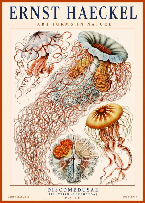 Ernst Haeckel Discomedusae — Jellyfish No3 - Poster