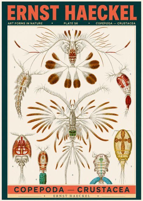Ernst Haeckel Copepoda — Crustacea Plate 56 No2 - Poster