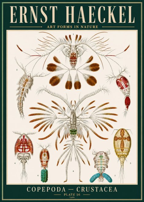 Ernst Haeckel Copepoda — Crustacea Plate 56 No4 - Poster