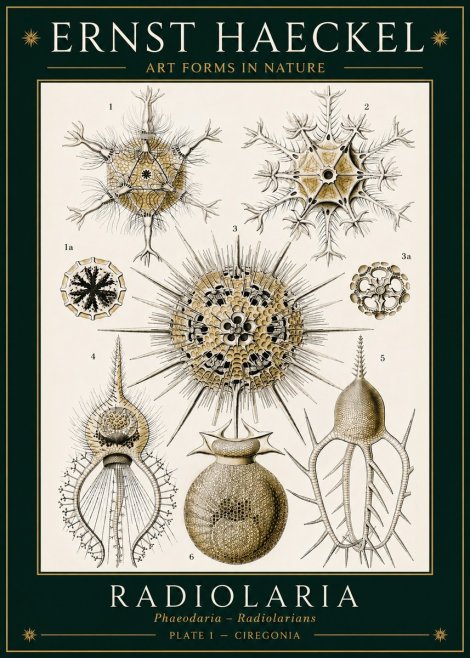 Ernst Haeckel Radiolaria - Plate 1 - Ciregonia No3 - Poster