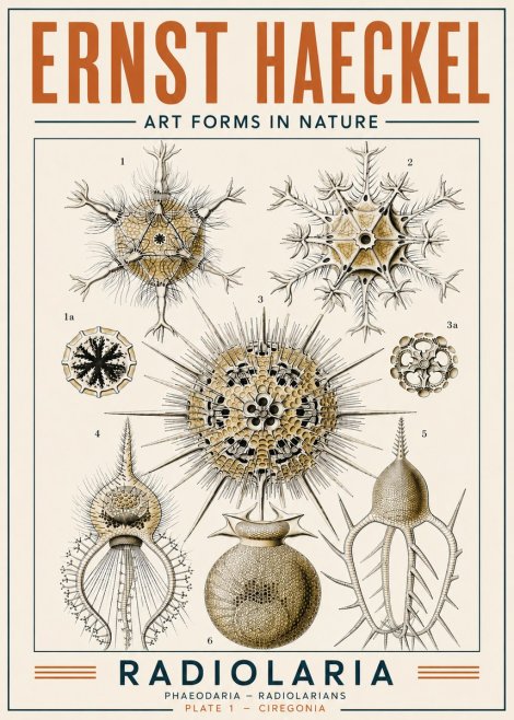 Ernst Haeckel Radiolaria - Plate 1 - Ciregonia No4 - Poster