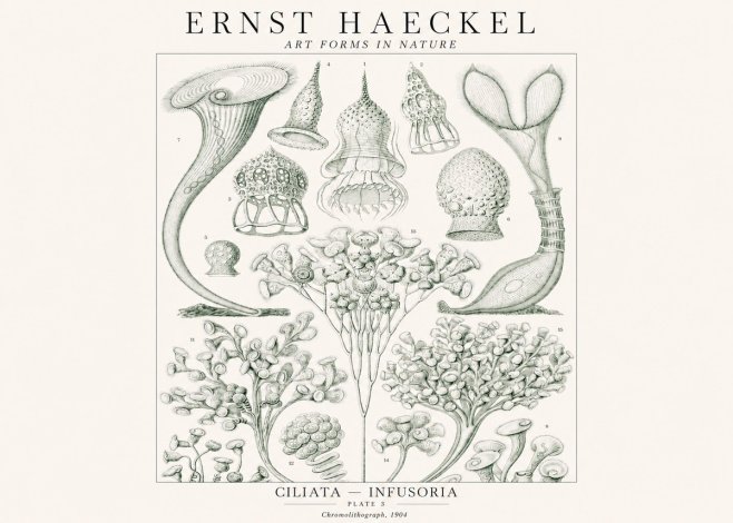 Ernst Haeckel Ciliata - Infusoria - Plate 3 No1 - Poster