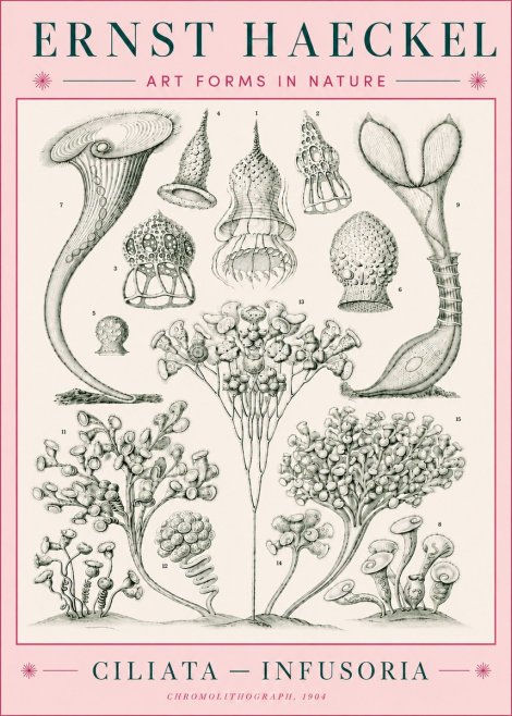 Ernst Haeckel Ciliata - Infusoria - Plate 3 No5 - Poster