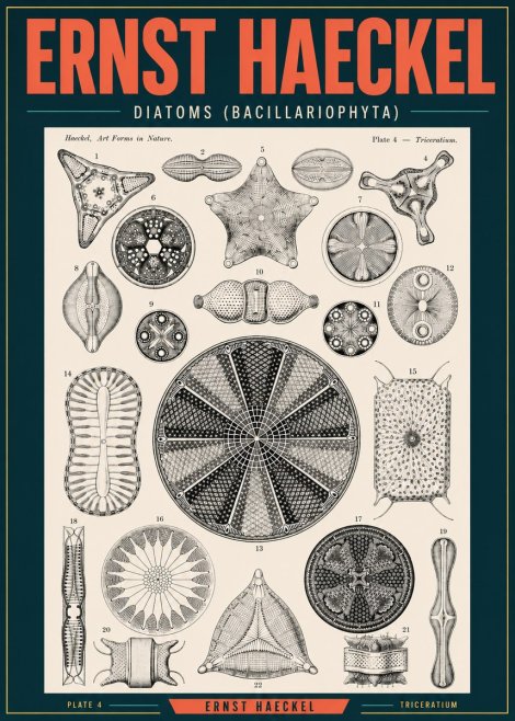 Ernst Haeckel Diatoms (Bacillariophyta) Plate 4 – Triceratium No2 - Poster