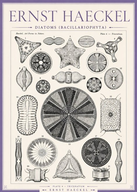 Ernst Haeckel Diatoms (Bacillariophyta) Plate 4 – Triceratium No3 - Poster
