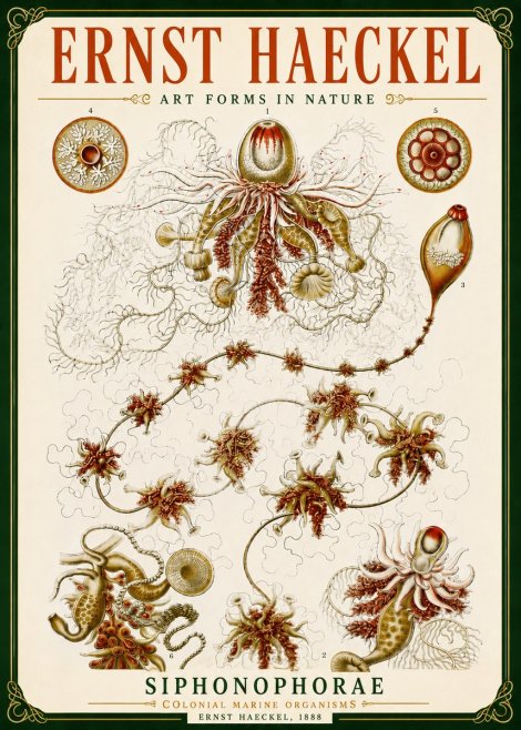 Ernst Haeckel Siphonophorae No5 - Poster