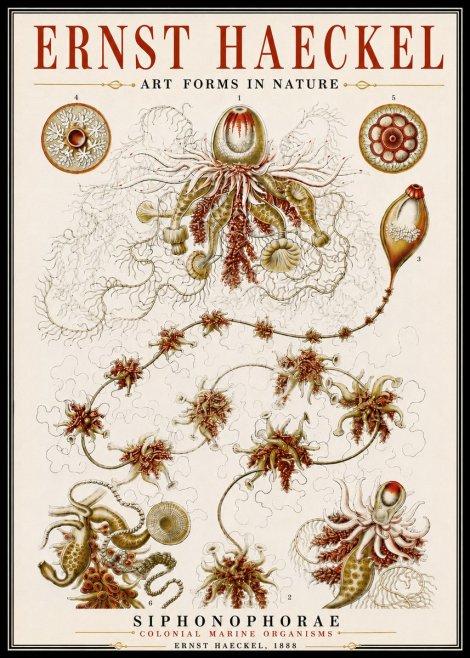 Ernst Haeckel Siphonophorae No6 - Poster