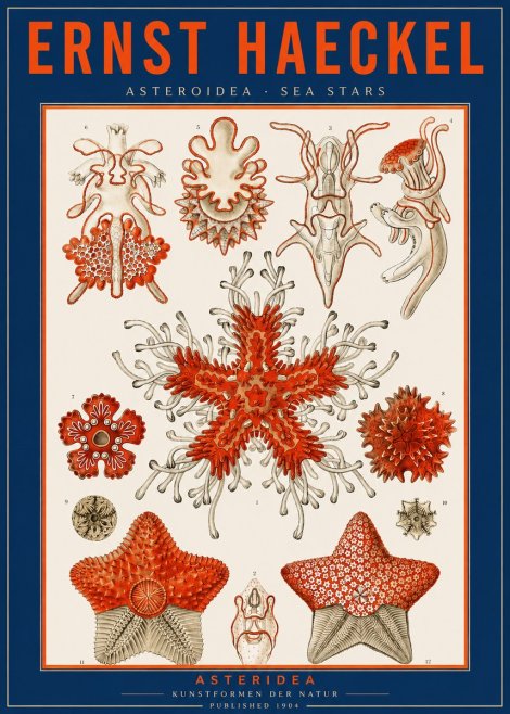 Ernst Haeckel Asteroidea. Sea Stars No2 - Poster