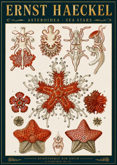 Ernst Haeckel Asteroidea. Sea Stars No6 - Poster