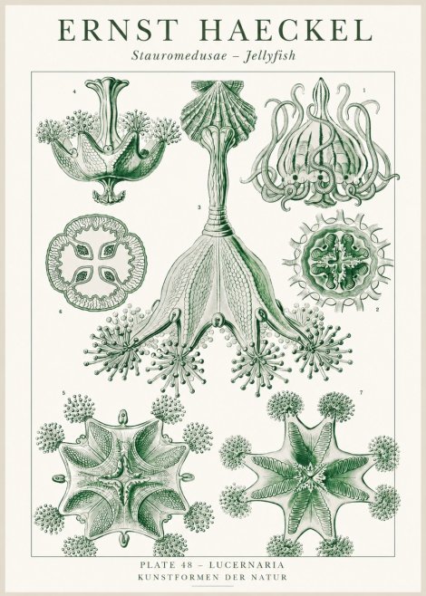 Ernst Haeckel Stauromedusae – Jellyfish No1 - Poster