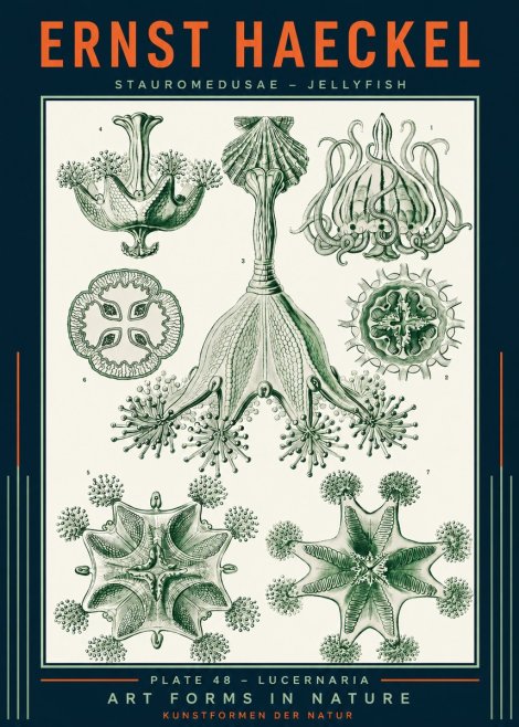 Ernst Haeckel Stauromedusae – Jellyfish No2 - Poster
