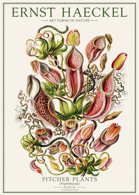 Ernst Haeckel Pitcher Plants No1 - Poster