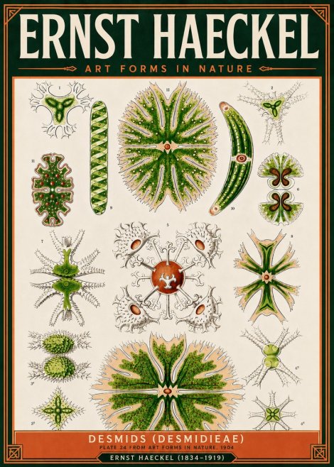 Ernst Haeckel Desmids (Desmidieae) No5 - Poster