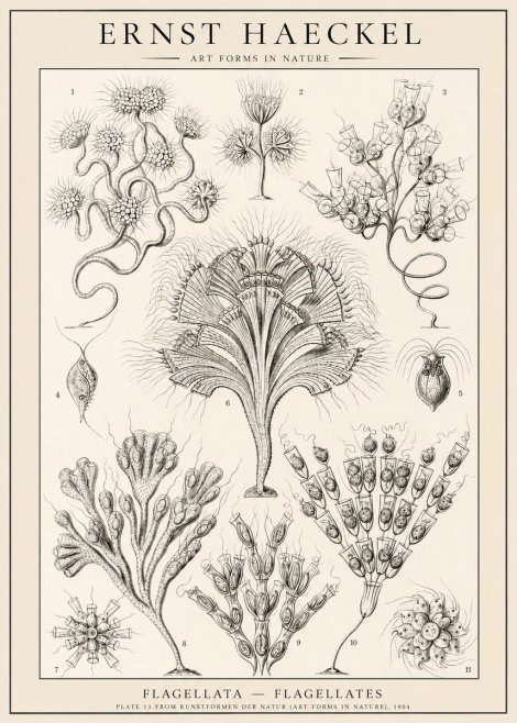 Ernst Haeckel Flagellata - Flagellates No1 - Poster