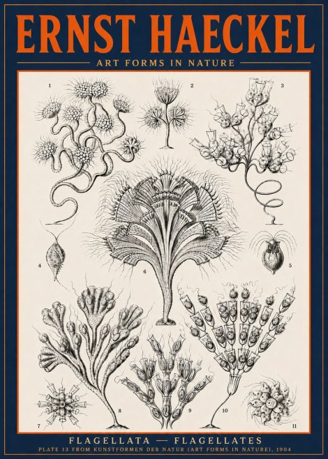 Ernst Haeckel Flagellata - Flagellates No6 - Poster