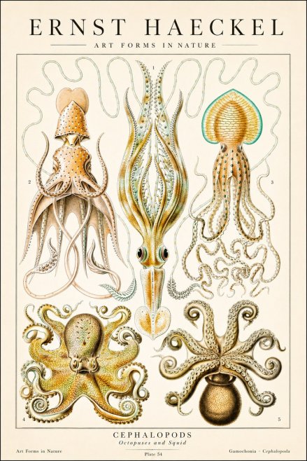 Ernst Haeckel Cephalopods Octopuses and Squid No1 - Poster