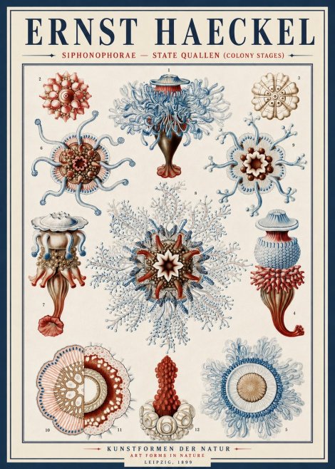 Ernst Haeckel Siphonophorae - State Quallen (Colony Stages) No4 - Poster