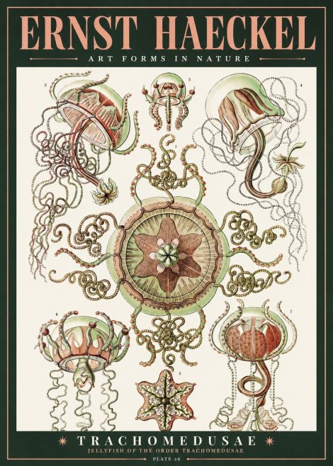 Ernst Haeckel Trachomedusae No2 - Poster