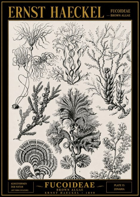 Ernst Haeckel Fucoideae - Brown Algae No4 - Poster
