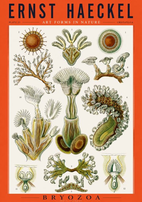 Ernst Haeckel Cristatella No3 - Poster