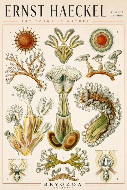 Ernst Haeckel Cristatella No4 - Poster