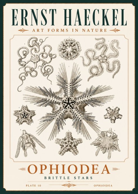 Ernst Haeckel Ophiodea - Brittle Stars I No4 - Poster