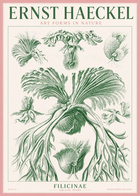 Ernst Haeckel Filicinae No3 - Poster