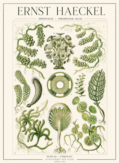 Ernst Haeckel Siphonaceae - Freshwater Algae No1 - Poster