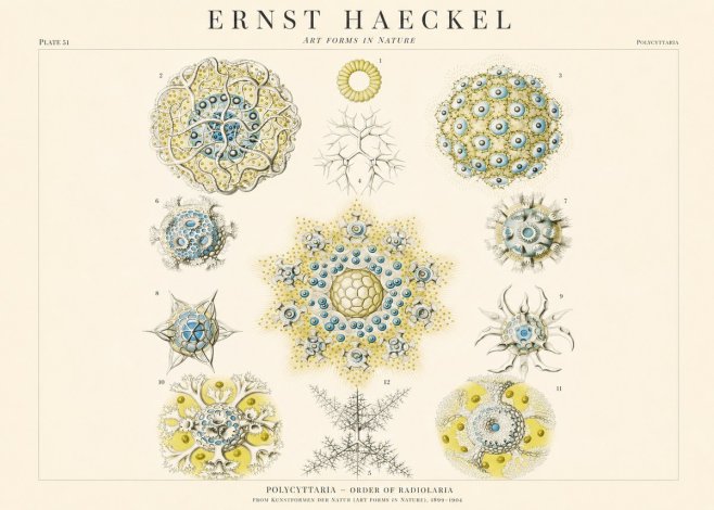 Ernst Haeckel Polycyttaria – Order of Radiolaria No1 - Poster