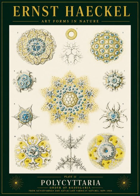 Ernst Haeckel Polycyttaria – Order of Radiolaria No4 - Poster