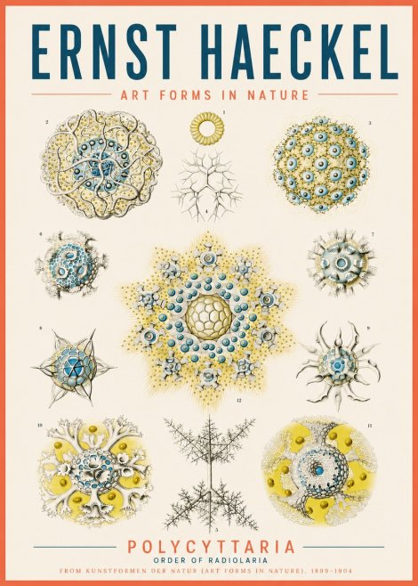 Ernst Haeckel Polycyttaria – Order of Radiolaria No5 - Poster