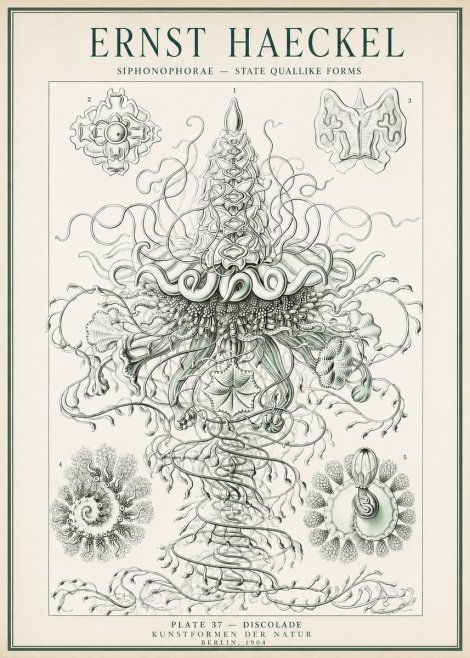 Ernst Haeckel Siphonophorae – State Quallike Forms No1 - Poster