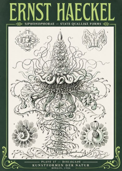 Ernst Haeckel Siphonophorae – State Quallike Forms No4 - Poster