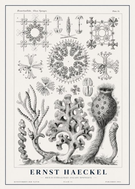 Ernst Haeckel Hexactinellida. Glass Sponges. No1 - Poster