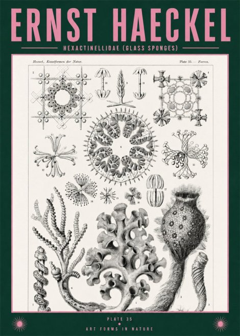 Ernst Haeckel Hexactinellida. Glass Sponges. No2 - Poster