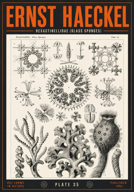 Ernst Haeckel Hexactinellida. Glass Sponges. No4 - Poster