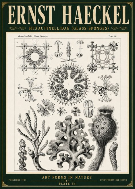 Ernst Haeckel Hexactinellida. Glass Sponges. No5 - Poster