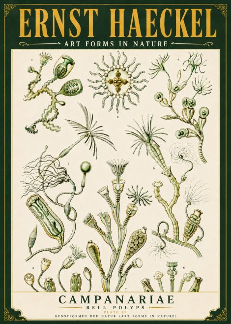 Ernst Haeckel Campanariae – Bell Polyps No6 - Poster
