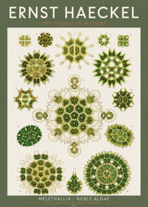 Ernst Haeckel Melethallia - Noble Algae No2 - Poster