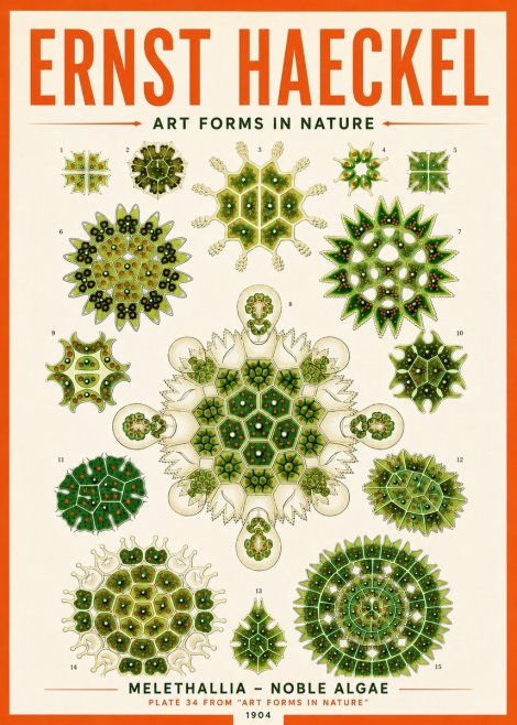 Ernst Haeckel Melethallia - Noble Algae No5 - Poster