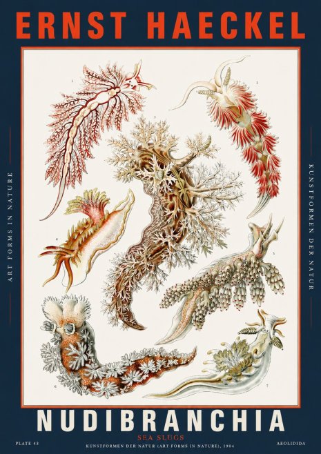 Ernst Haeckel Nudibranchia – Sea Slugs No5 - Poster