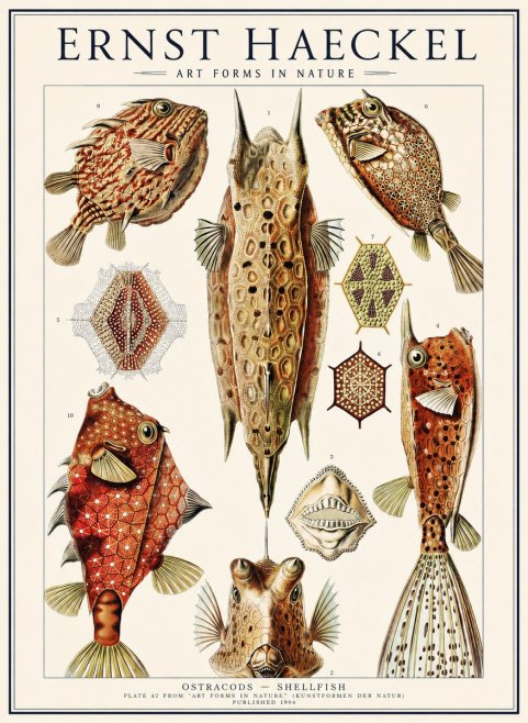 Ernst Haeckel Ostracodes Crustacea No3 - Poster