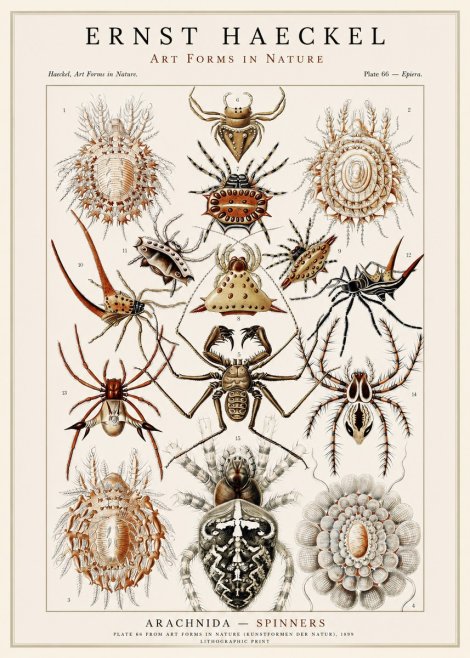 Ernst Haeckel Arachnida — Spiders No3 - Poster
