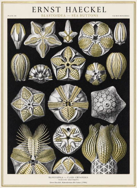 Ernst Haeckel Blastoidea Sea Buds (Snowflakes) No4 - Poster