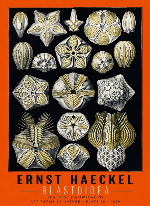 Ernst Haeckel Blastoidea Sea Buds (Snowflakes) No6 - Poster
