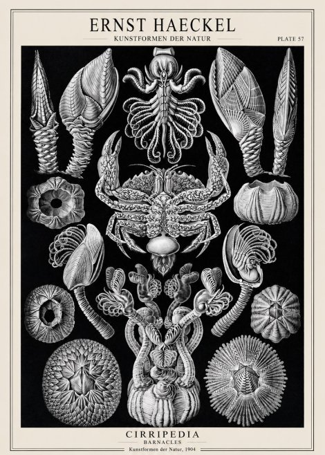 Ernst Haeckel Cirripedia Barnacles No1 - Poster